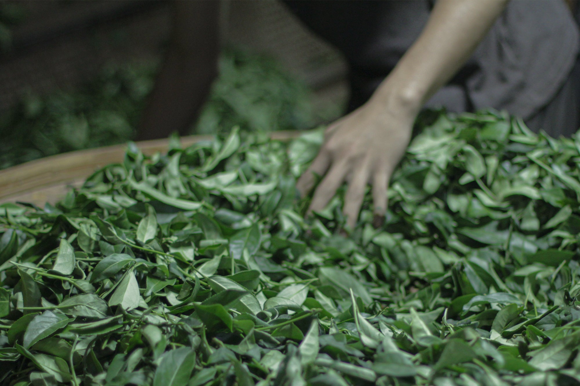 Why small-batch tea is better