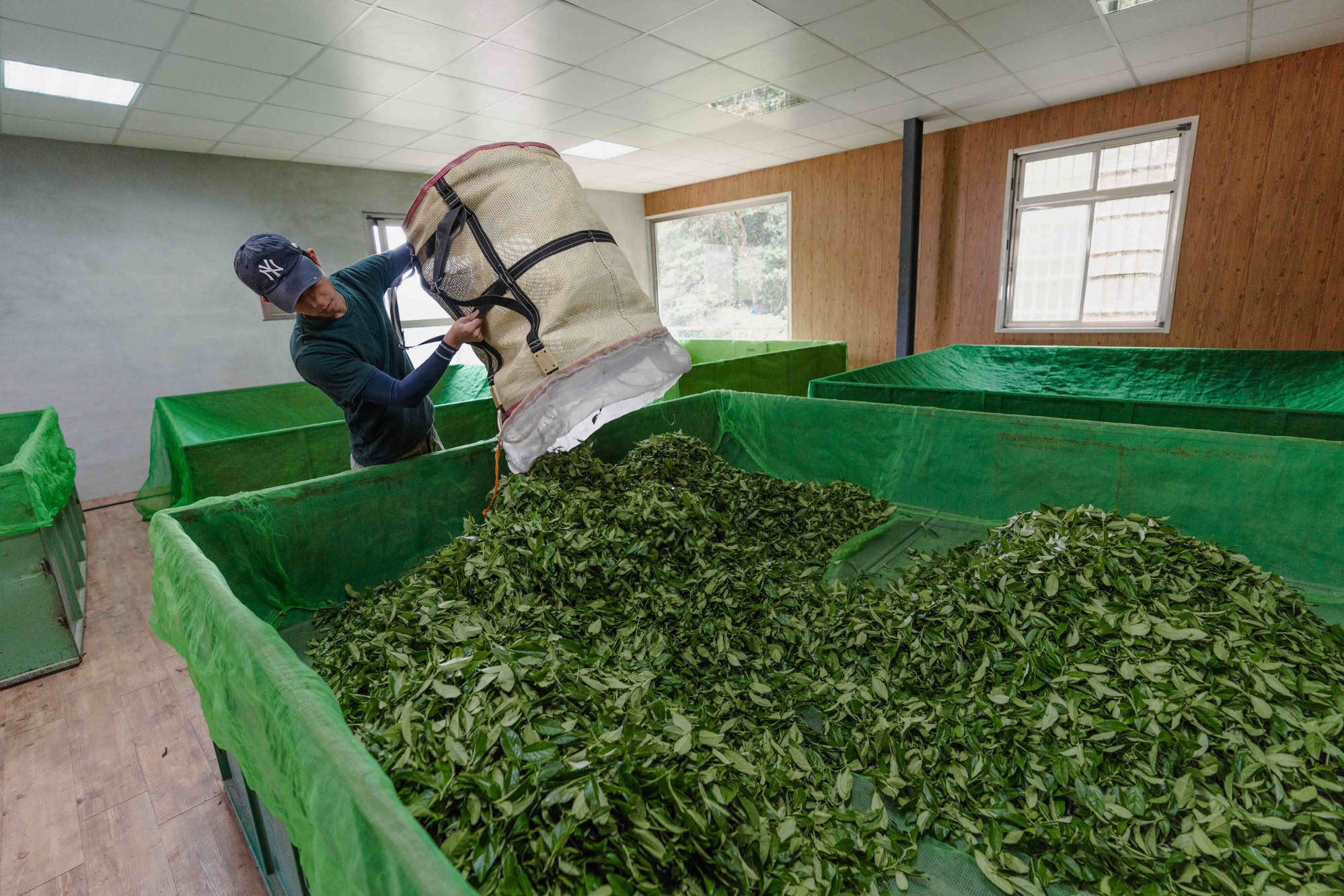 Meet the Farmer: The Bai family | Pinglin, Taiwan | Wenshan Baozhong, Oriental Beauty