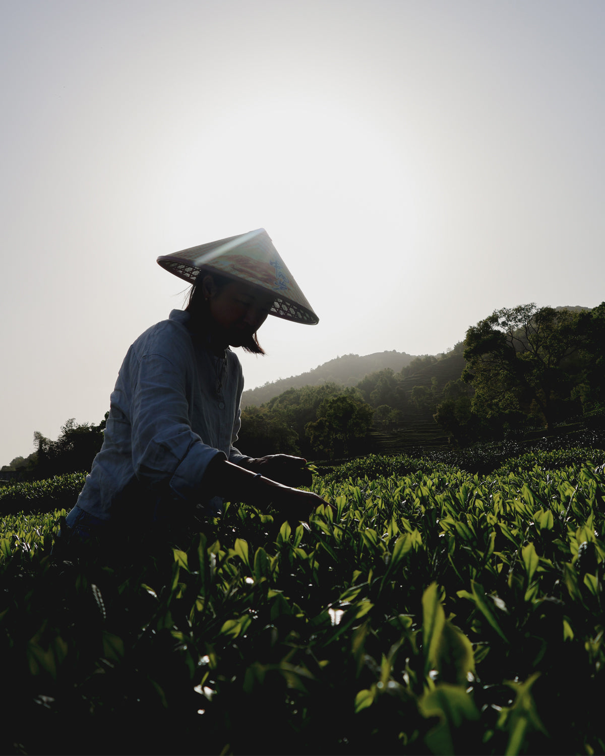 Fuding: Home of White Tea