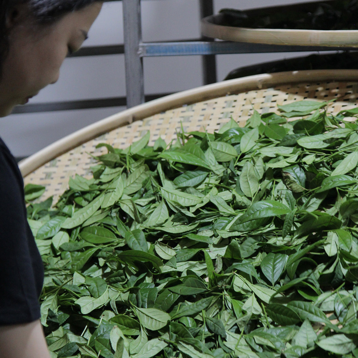 Meet the Farmer: A Meng | Wuyishan, China | Rock tea