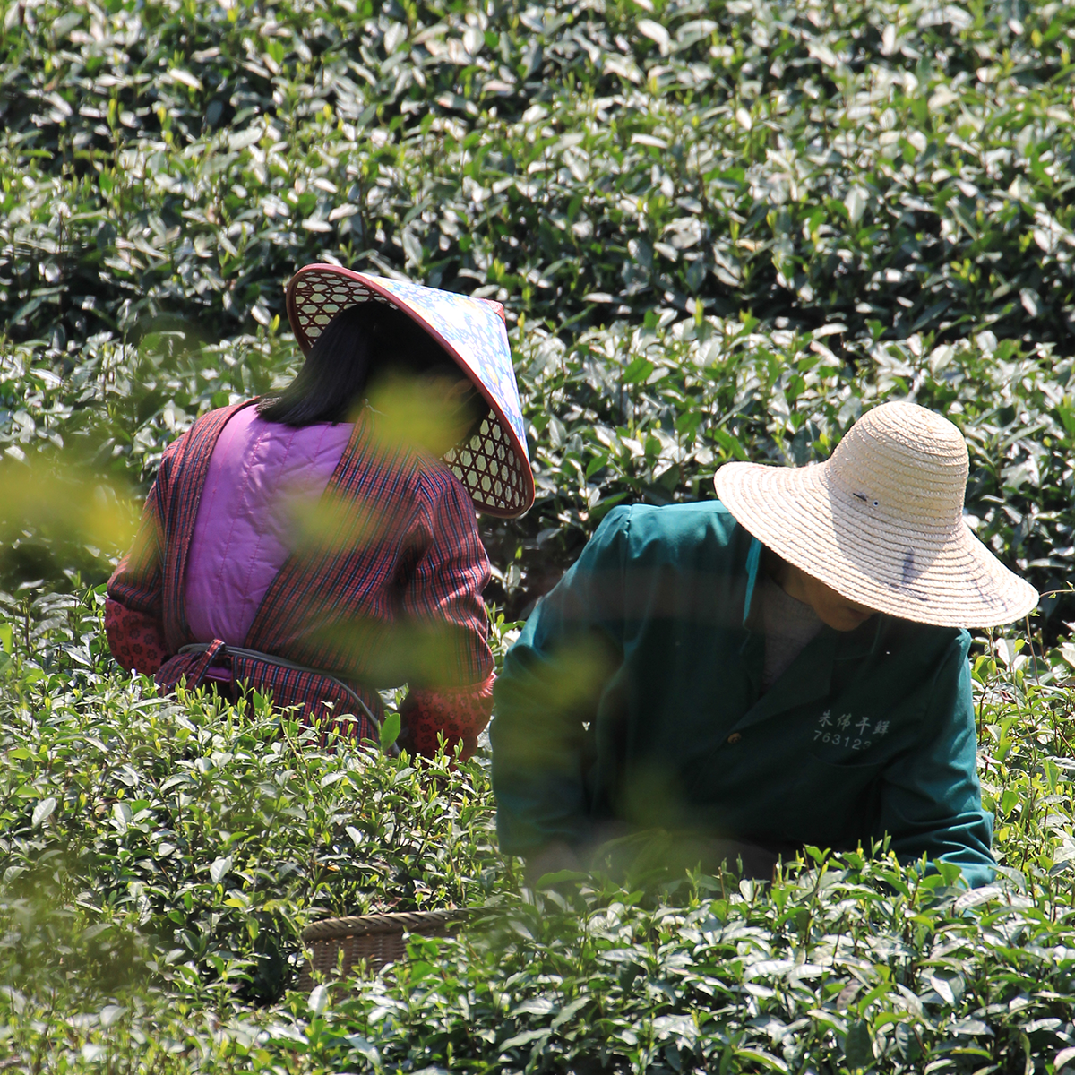 What is Longjing tea?