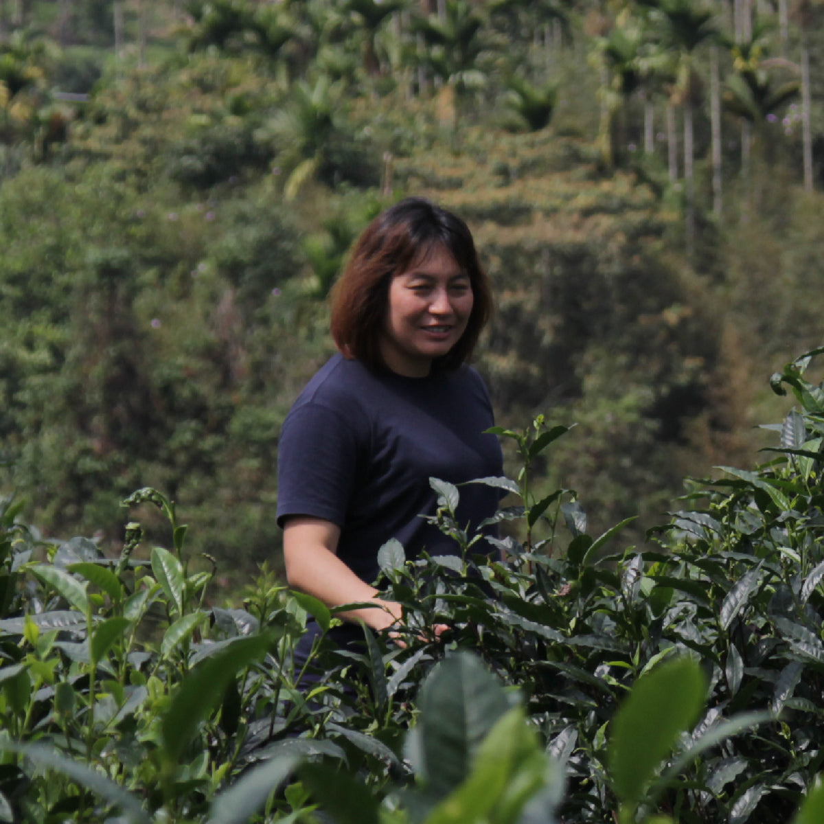 Red Jade Black Tea Farm - Plantation by teakha