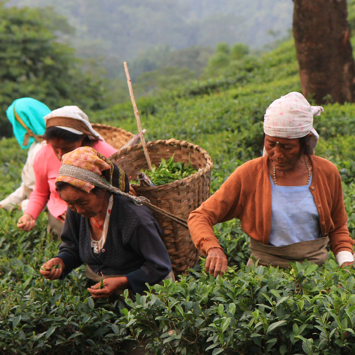 Tea 101: All about Darjeeling tea