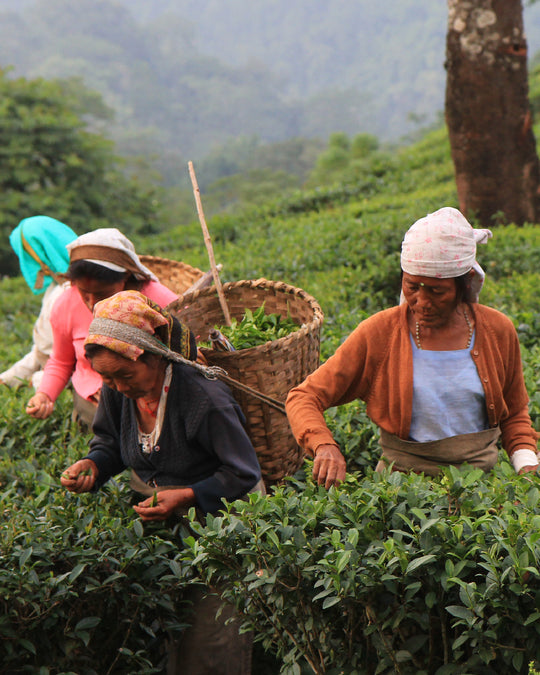Tea 101: All about Darjeeling tea